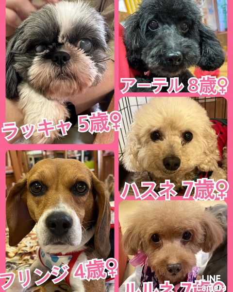 🐾今日の里親様募集中ワンコ🐶メンバーです🐾2023,7,15【保護犬カフェ天神橋店】